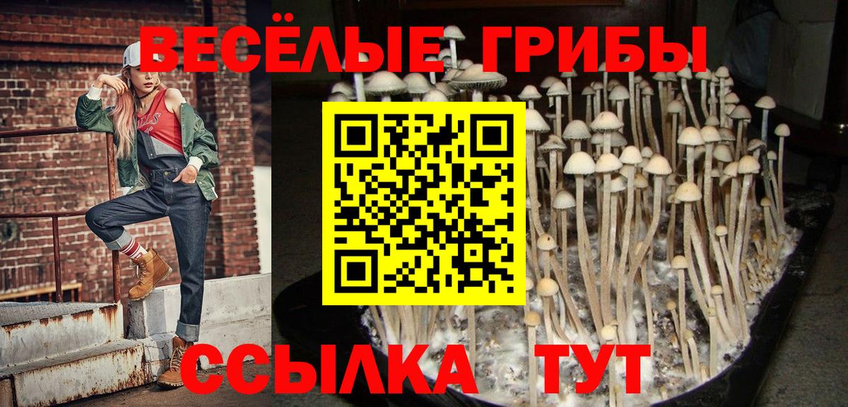 Качканар  Псилоцибиновые грибы Psilocybe  Вход с VPN 